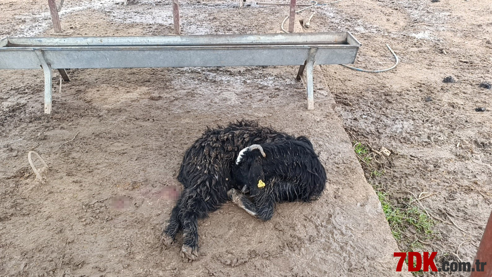 Antalya'da Korkunç Köpek Saldırısı! Bu sefer Keçilere