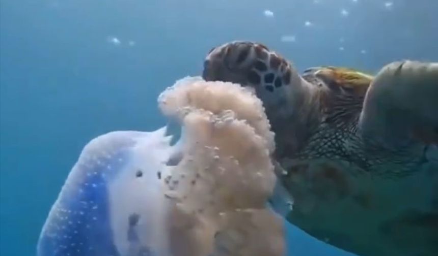 Caretta Carettanın Deniz Anasını Yediği Görüntülerle Deniz Kirletenlere ‘Çevre’ Uyarısı