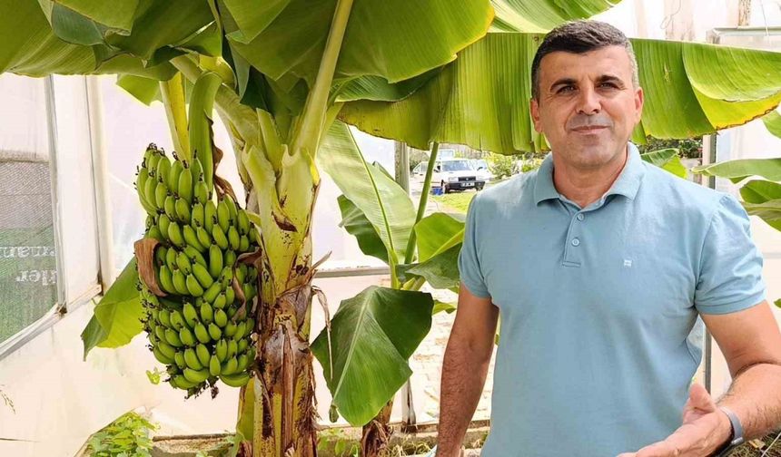 Manavgat'ta Hobi Bahçesinde Zeytin ve Muz Hasadına Başlandı